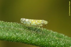 Eupteryx