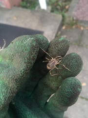 Odiellus spinosus