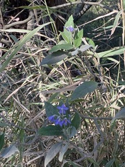 Solanum granulosoleprosum