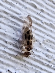 Graphopsocus