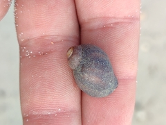 Melarhaphe neritoides