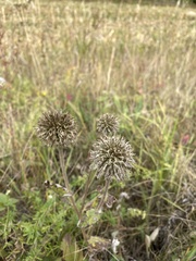 Echinops