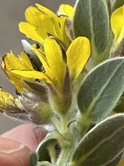 Xiphotheca fruticosa