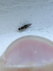 Graphopsocus