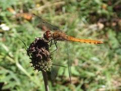 Sympetrum frequens