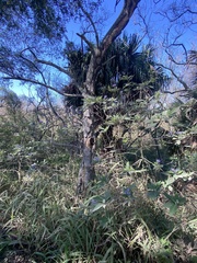 Solanum granulosoleprosum