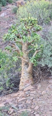 Tylecodon paniculatus