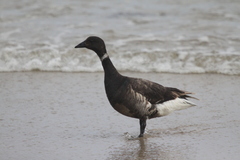 Branta bernicla