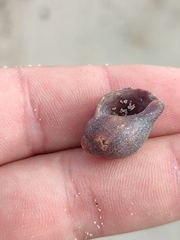 Melarhaphe neritoides
