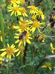 Eristalis