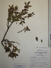 Salix myrtillifolia