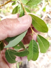 Salix scouleriana