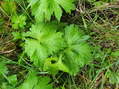 Ranunculus