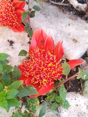 Haemanthus coccineus