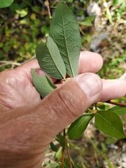 Salix scouleriana