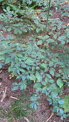 Cornus alternifolia