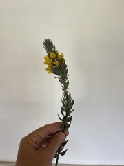 Xiphotheca fruticosa