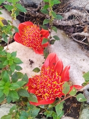 Haemanthus coccineus