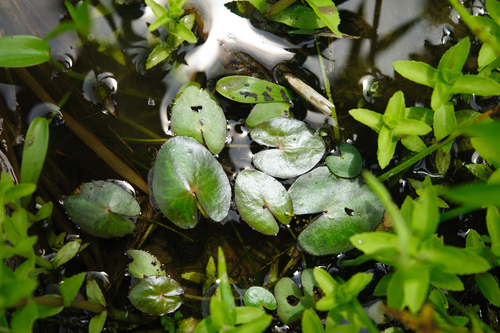 Nymphoides coreana (Nymphoides coreana)