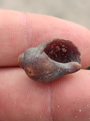 Melarhaphe neritoides