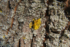 Xanthoria parietina