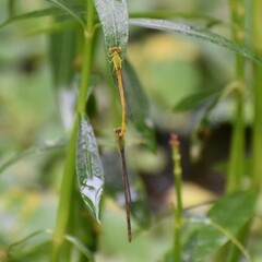Ceriagrion coromandelianum