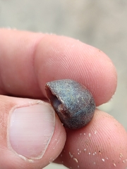 Melarhaphe neritoides