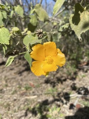 Abutilon grandifolium
