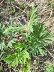 Pulsatilla