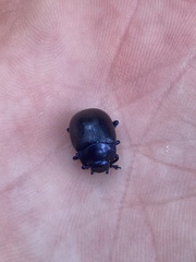 Chrysomeloidea