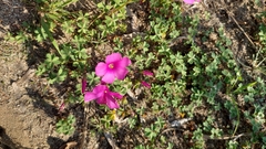 Oxalis arenaria