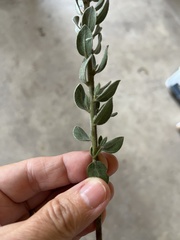 Xiphotheca fruticosa