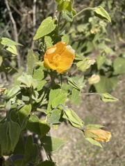 Abutilon grandifolium