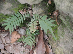 Pteris vittata