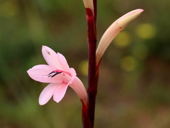 Watsonia