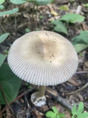 Amanita pantherina