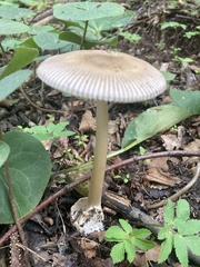 Amanita pantherina