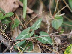 Reynoutria multiflora