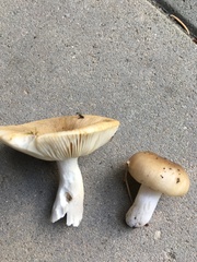 Russula foetens