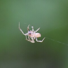 Eriovixia