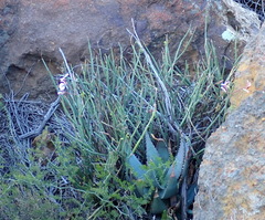 Pelargonium tetragonum