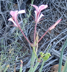 Pelargonium tetragonum