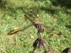 Sympetrum infuscatum