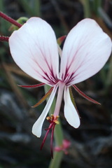 Pelargonium tetragonum