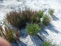 Salicornia rubra