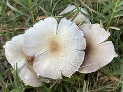 Candolleomyces