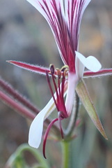 Pelargonium tetragonum
