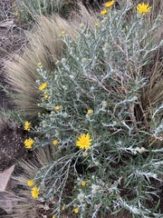 Senecio mairetianus