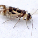 Stenopsocidae - Photo (c) Mick Talbot, algunos derechos reservados (CC BY)