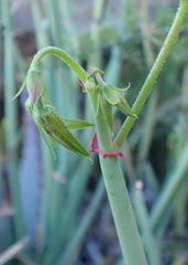 Pelargonium tetragonum